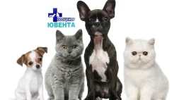 Ветеринарная клиника Ювента на улице Батова изображение 12
