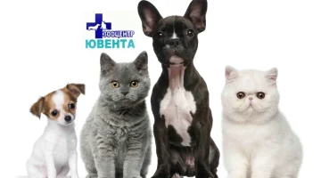 Ветеринарная клиника Ювента на улице Батова изображение 12
